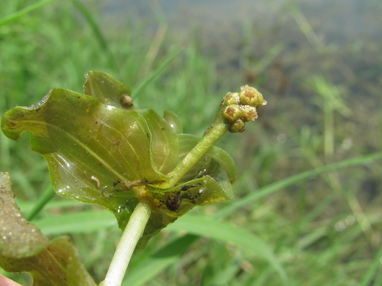 Image of Potamogeton perfoliatus specimen.