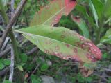 Oenothera biennis. Лист, поражённый грибом Septoria oenotherae(?). Северная Осетия, Пригородный р-н, окр. с. Кобан, ок. 1000 м н.у.м., у дороги. 14.06.2021.