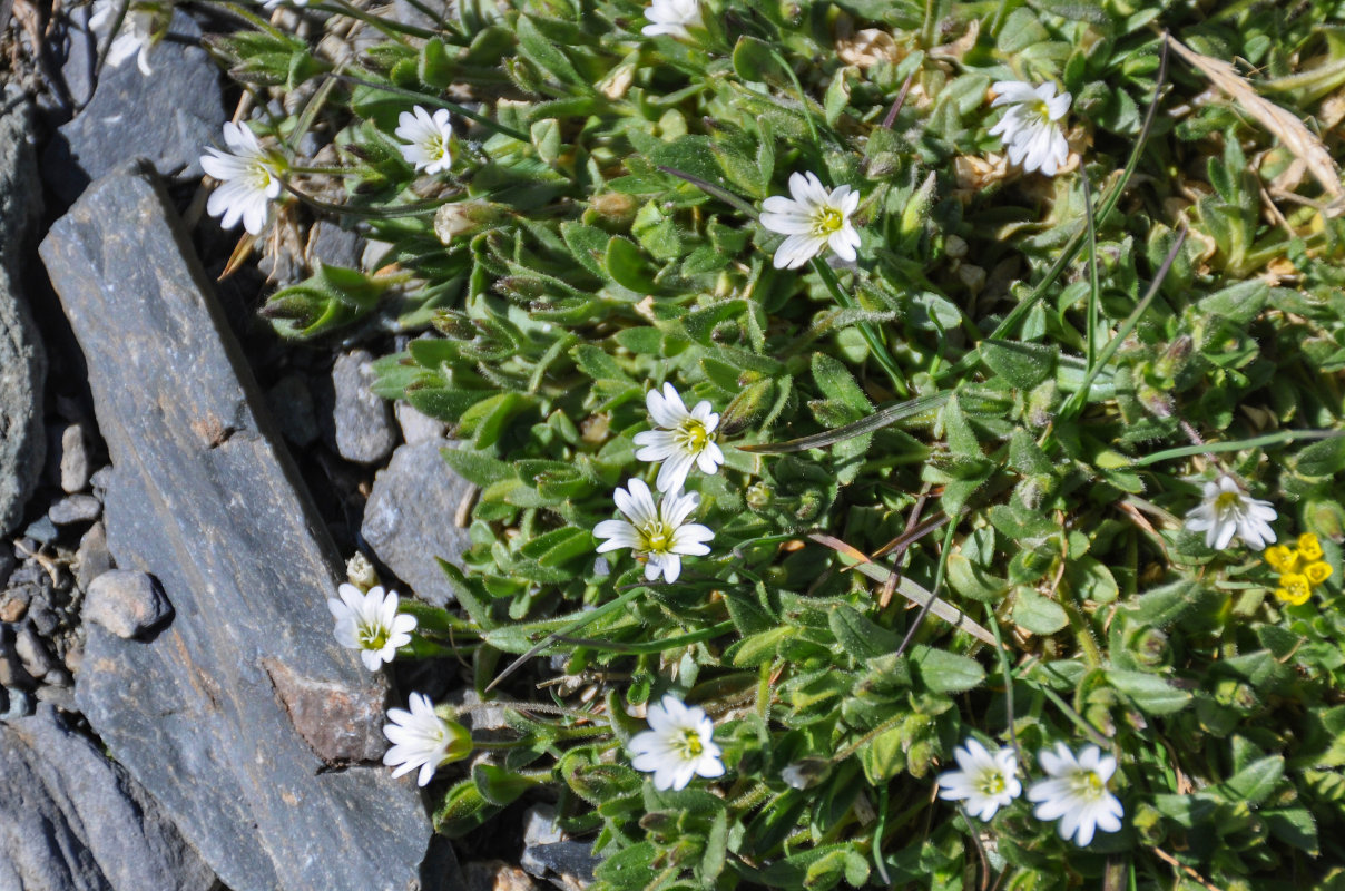 Изображение особи Cerastium pusillum.