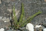 Dysphania botrys