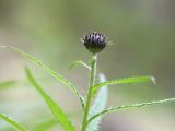 Cirsium serratuloides