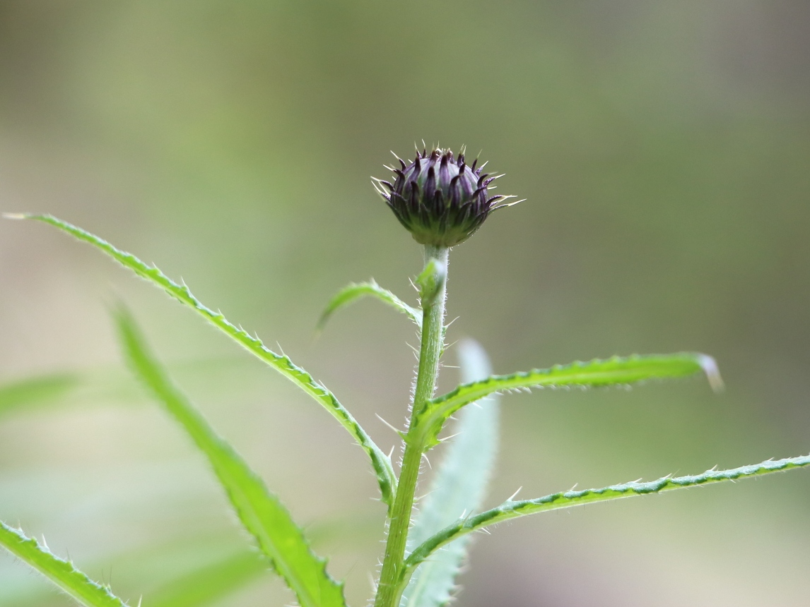 Image of Cirsium serratuloides specimen.