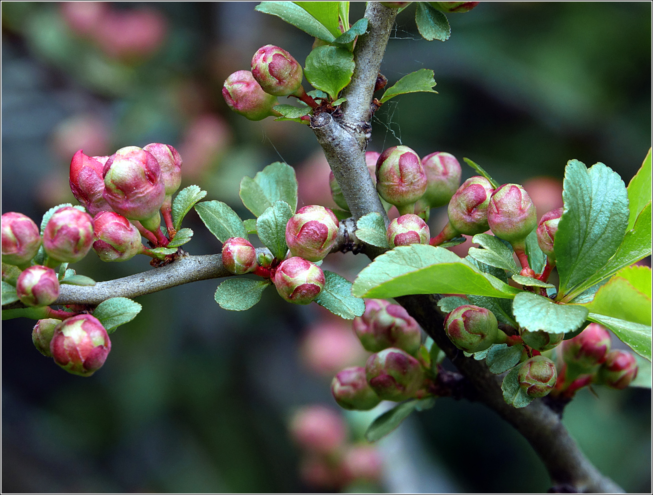 Image of Chaenomeles japonica specimen.