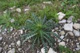 Cirsium obvallatum. Растение с развивающимися соцветиями. Республика Ингушетия, Джейрахский р-н, окр. урочища Оасег, высота ок. 2200 м н.у.м., край грунтовой дороги, каменистый грунт. 18 июня 2022 г.