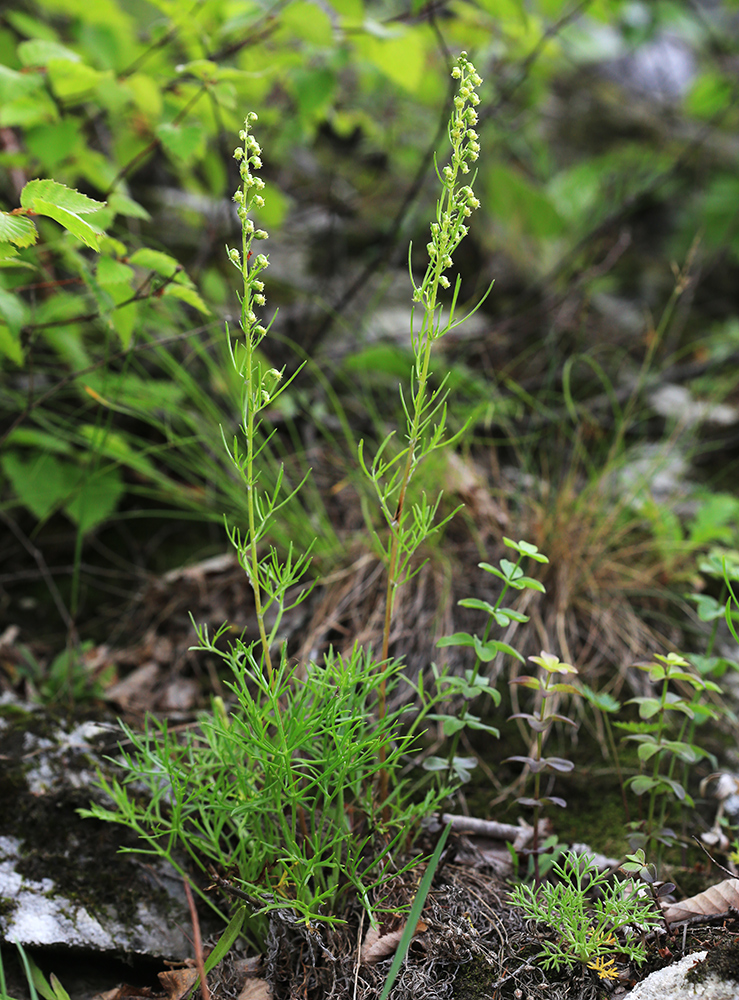 Image of Artemisia commutata specimen.