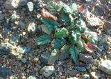 Erodium oxyrhynchum. Розетка прикорневых листьев. Казахстан, горы Балабогаты, полупустынная зона (в 70 км от г. Чилик). 15.11.2010.