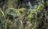 Geum aleppicum
