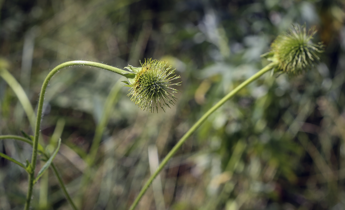 Изображение особи Geum aleppicum.