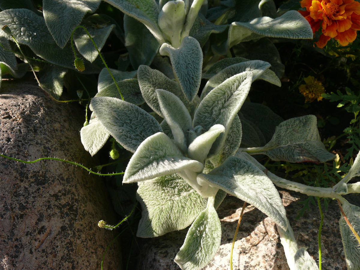 Изображение особи Stachys byzantina.