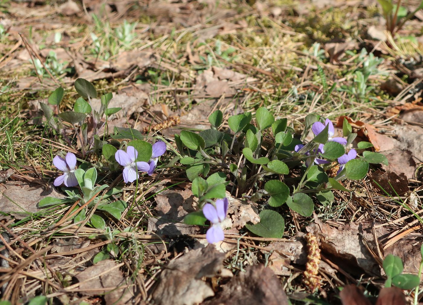 Image of Viola rupestris specimen.