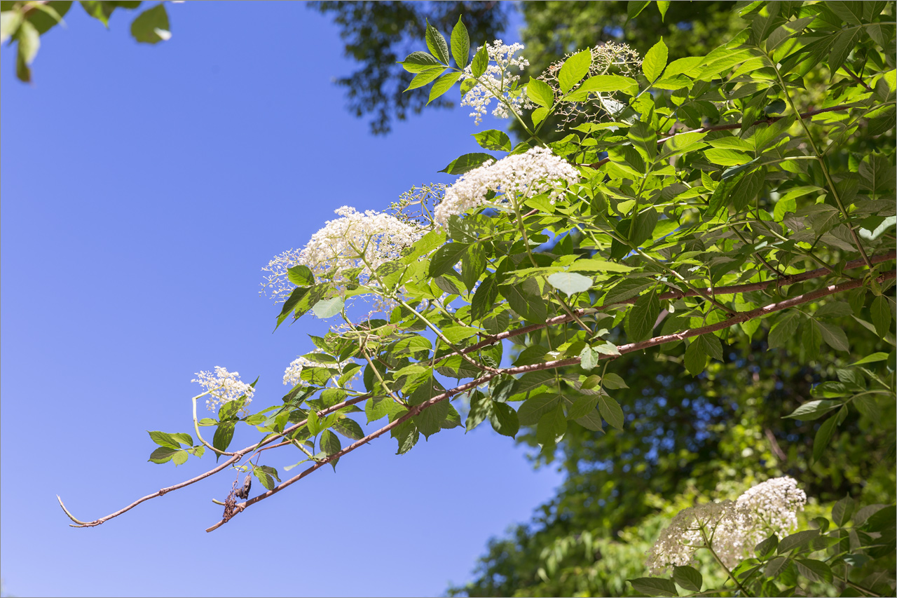 Image of Sambucus nigra specimen.