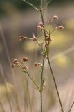 Asperula graveolens. Верхушки веточек с плодами. Ростовская обл., Верхнедонской р-н, окр. хут. Морозовский, ур. Большие Буруны, пески. 24.07.2022.