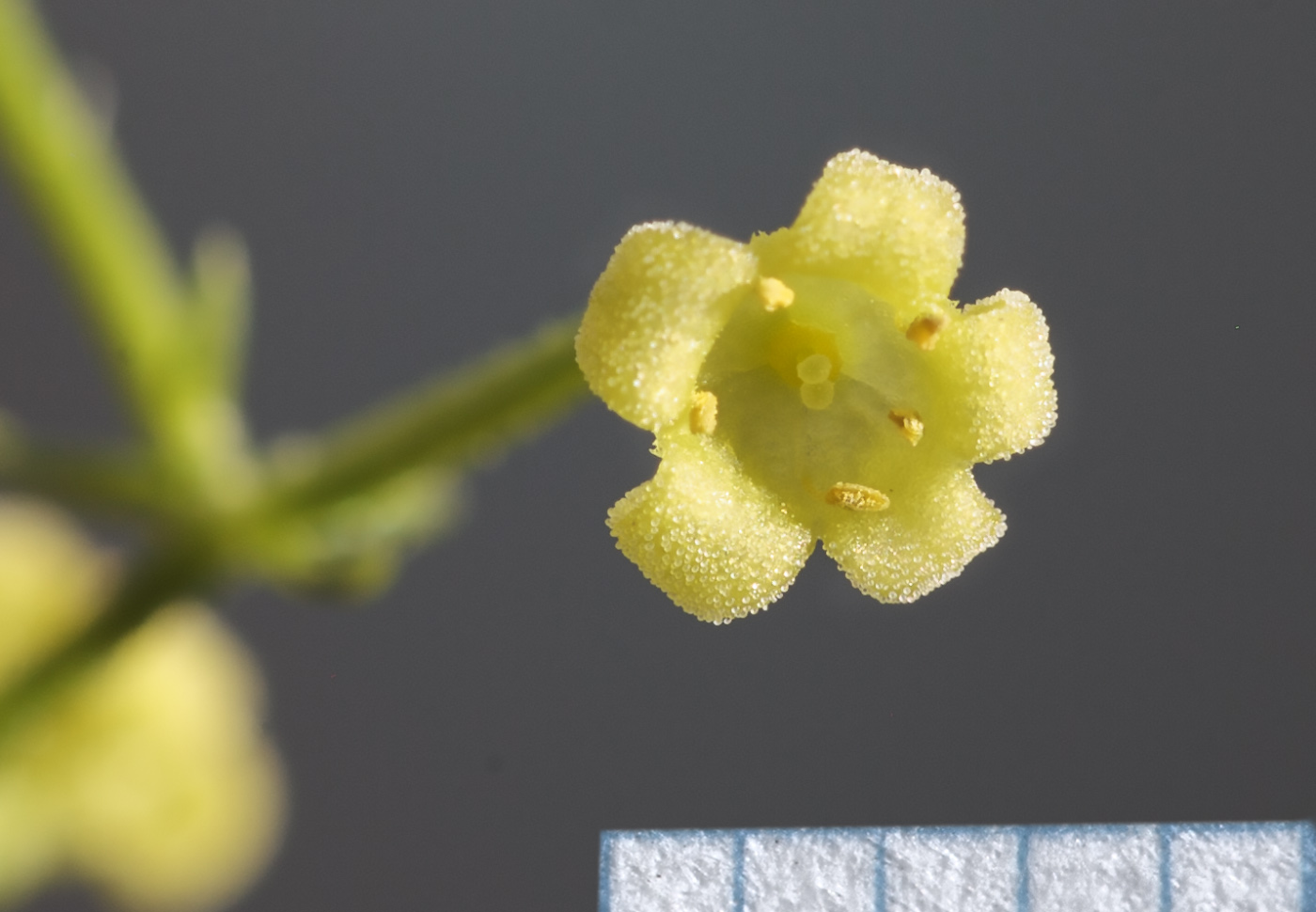 Image of Rubia cordifolia specimen.