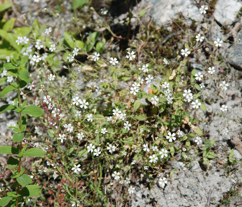 Image of Silene rupestris specimen.