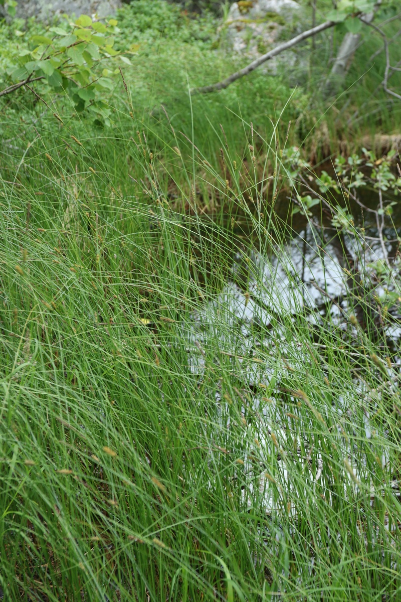 Изображение особи Carex lasiocarpa.