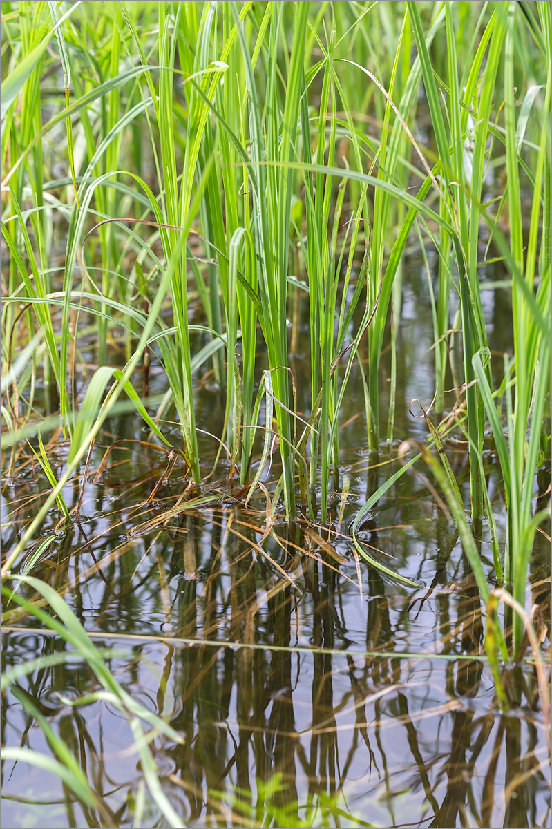 Изображение особи Carex acuta.