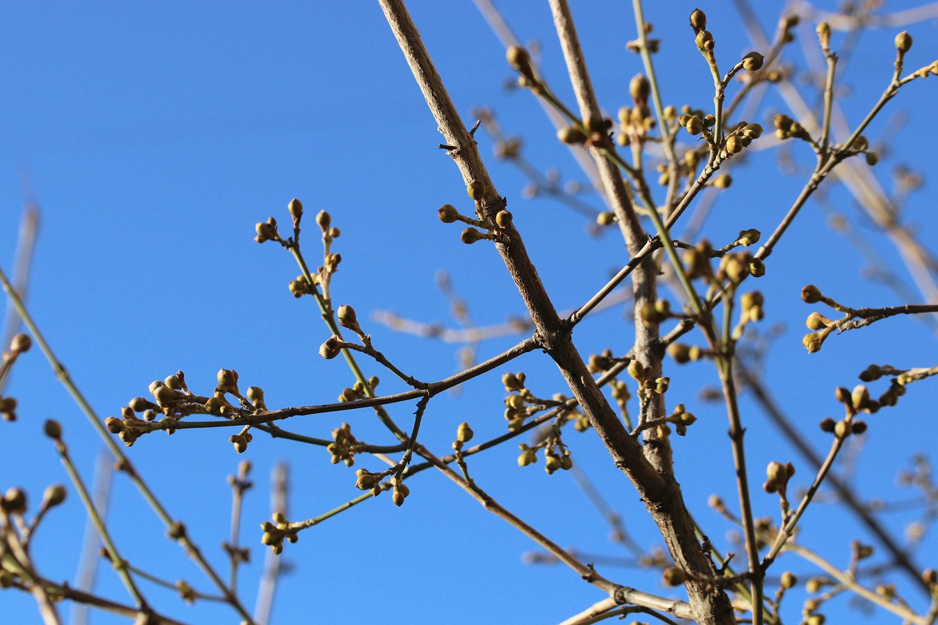 Изображение особи Cornus mas.