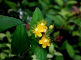 Hypericum androsaemum