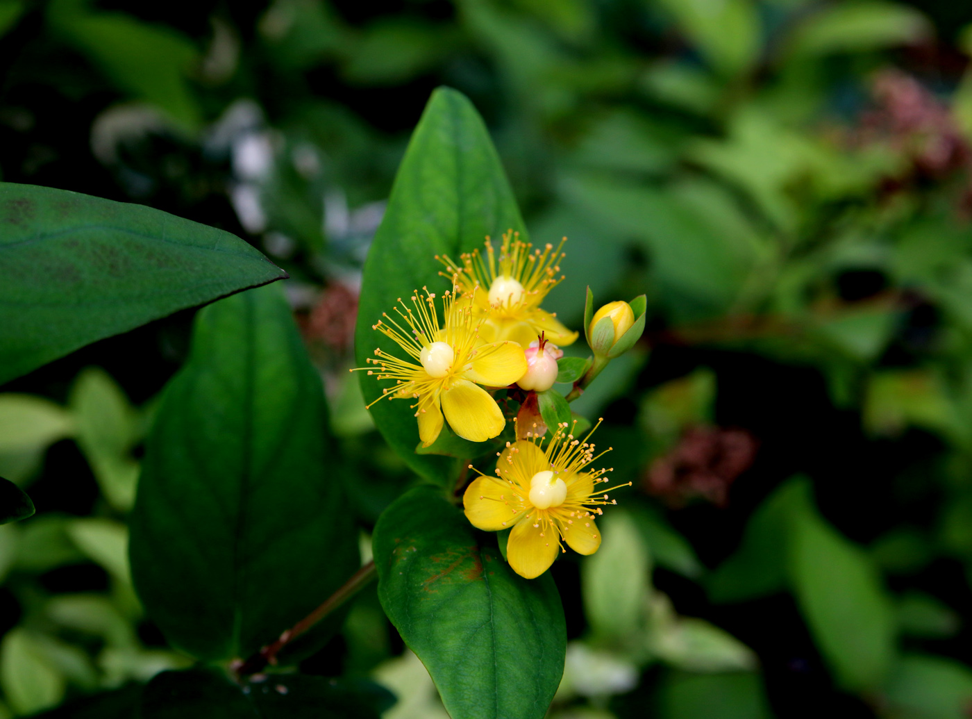 Image of Hypericum androsaemum specimen.