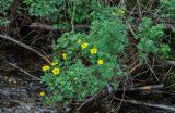 Dasiphora fruticosa. Цветущее растение. Хабаровский край, р-н им. Полины Осипенко, долина р. Гремячий Лог, каменистый берег, у воды. 18.07.2021.