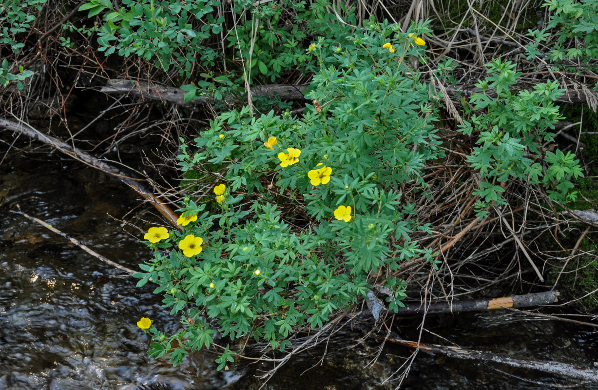 Изображение особи Dasiphora fruticosa.