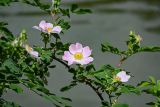 Rosa oxyodon. Часть ветви с цветками. Армения, обл. Тавуш, Дилижанский национальный парк, берег оз. Парз, ≈ 1300 м н.у.м., у воды. 22.06.2022.