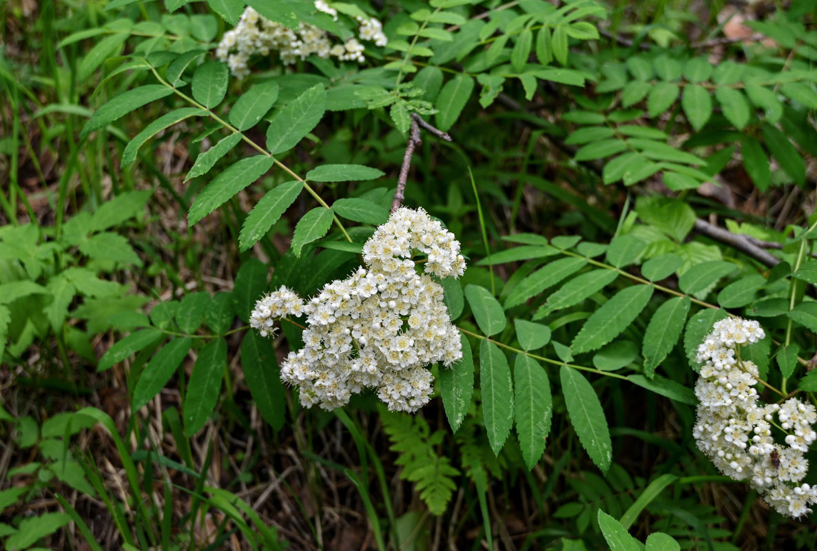 Image of Sorbus sibirica specimen.