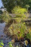 Cyperus papyrus