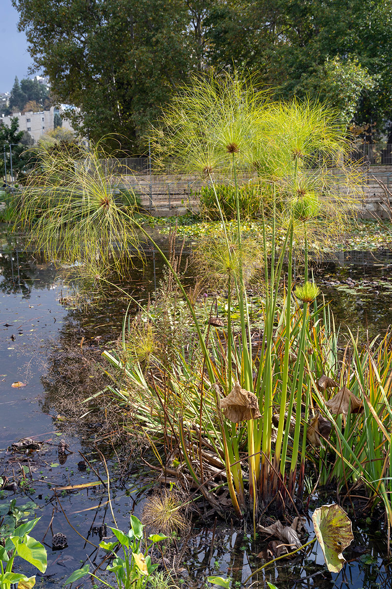 Изображение особи Cyperus papyrus.