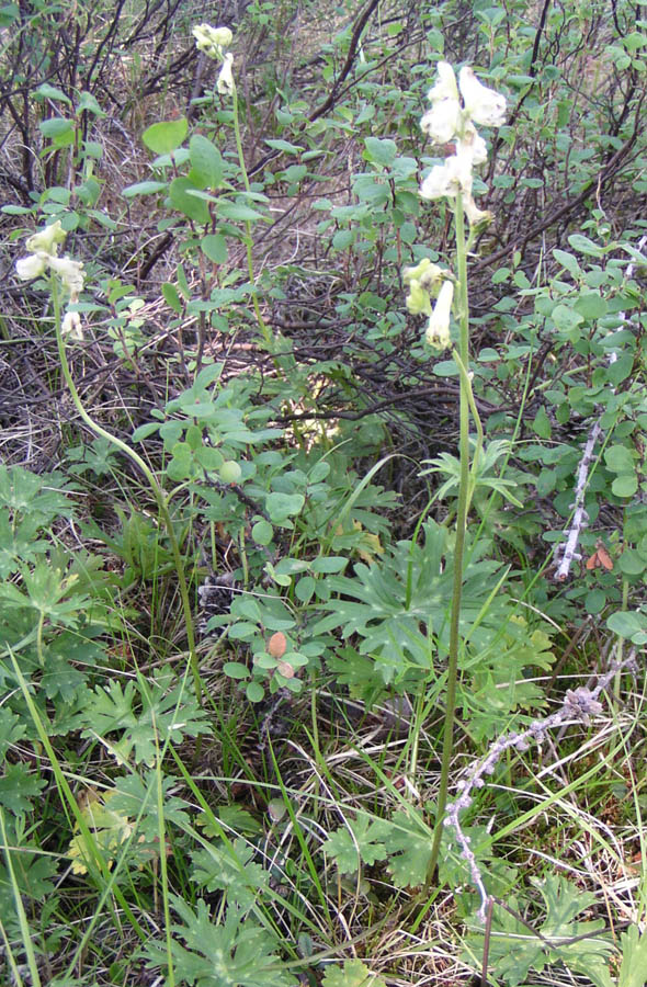 Изображение особи Aconitum ajanense.