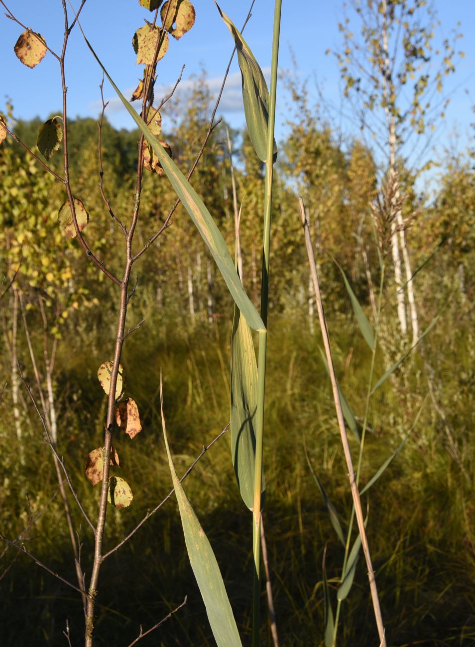 Изображение особи Phragmites australis.