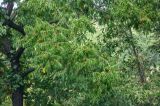 Phellodendron amurense. Часть кроны плодоносящего дерева с незрелыми плодами. Приморье, окр. г. Находка, окр. пос. Ливадия, бухта Средняя, опушка широколиственного леса. 04.08.2021.