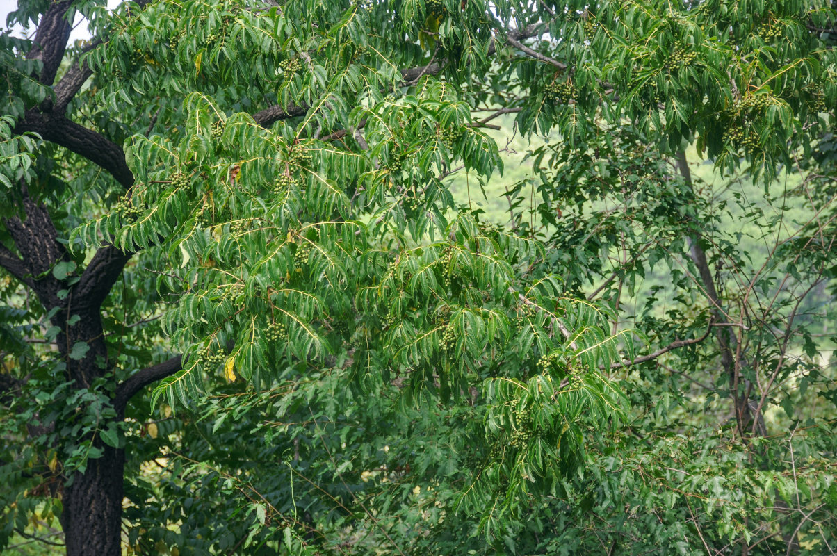 Image of Phellodendron amurense specimen.