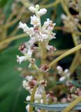 Cuscuta japonica. Верхушка цветущего побега. Приморский край, Партизанский ГО, пос. Лозовый, юго-западная окр. Партизанской ГРЭС, между забором и дорогой к спортивному комплексу. 10.08.2021.