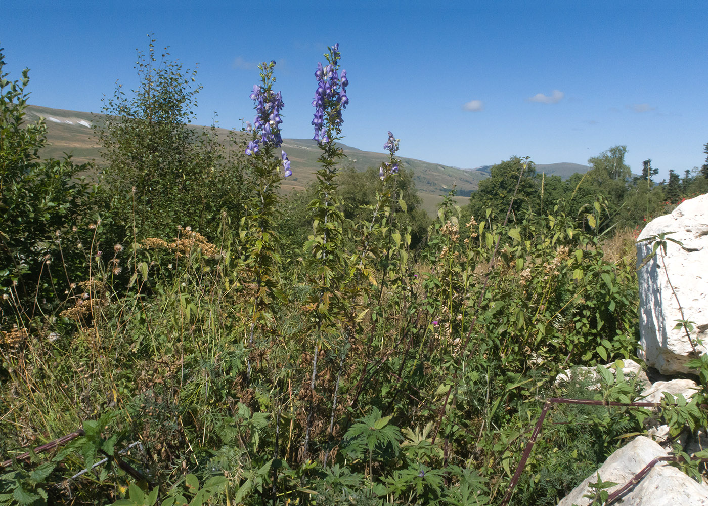 Image of Aconitum nasutum specimen.