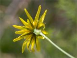 Tragopogon orientalis