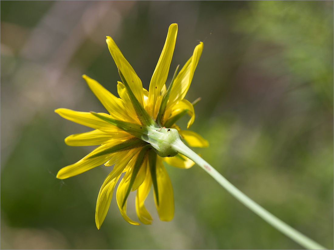 Изображение особи Tragopogon orientalis.