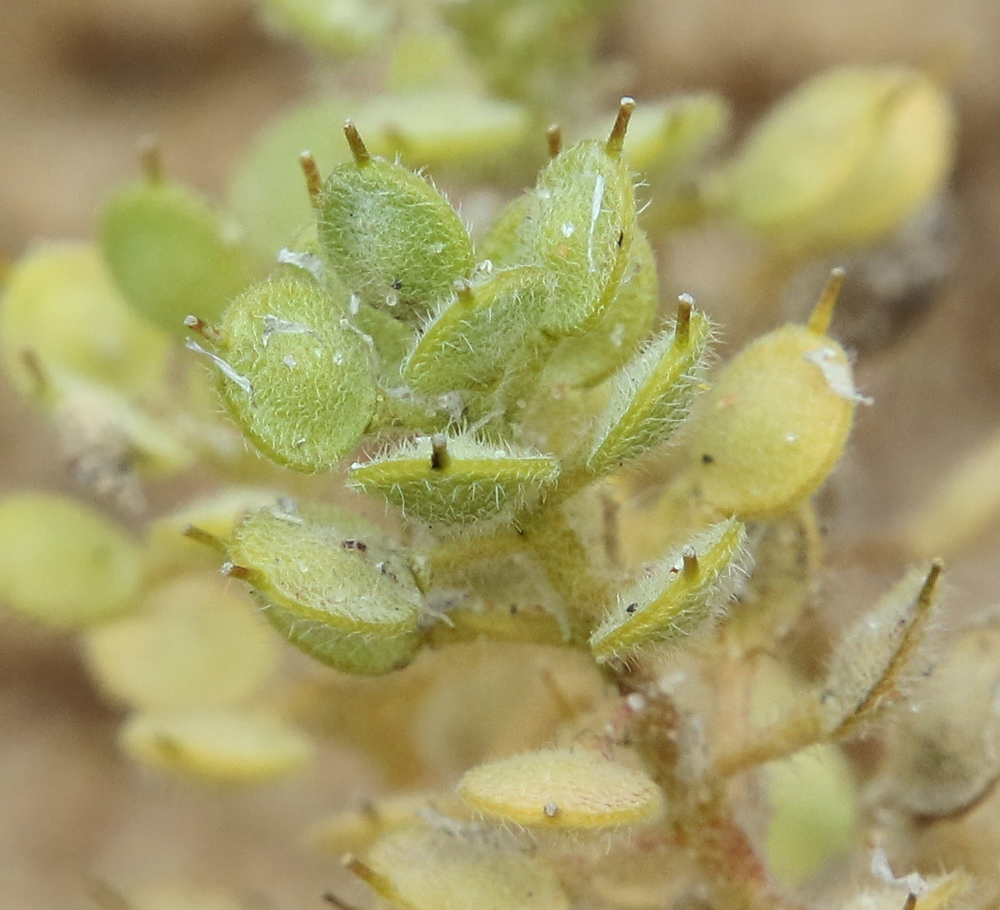 Изображение особи Alyssum trichostachyum.