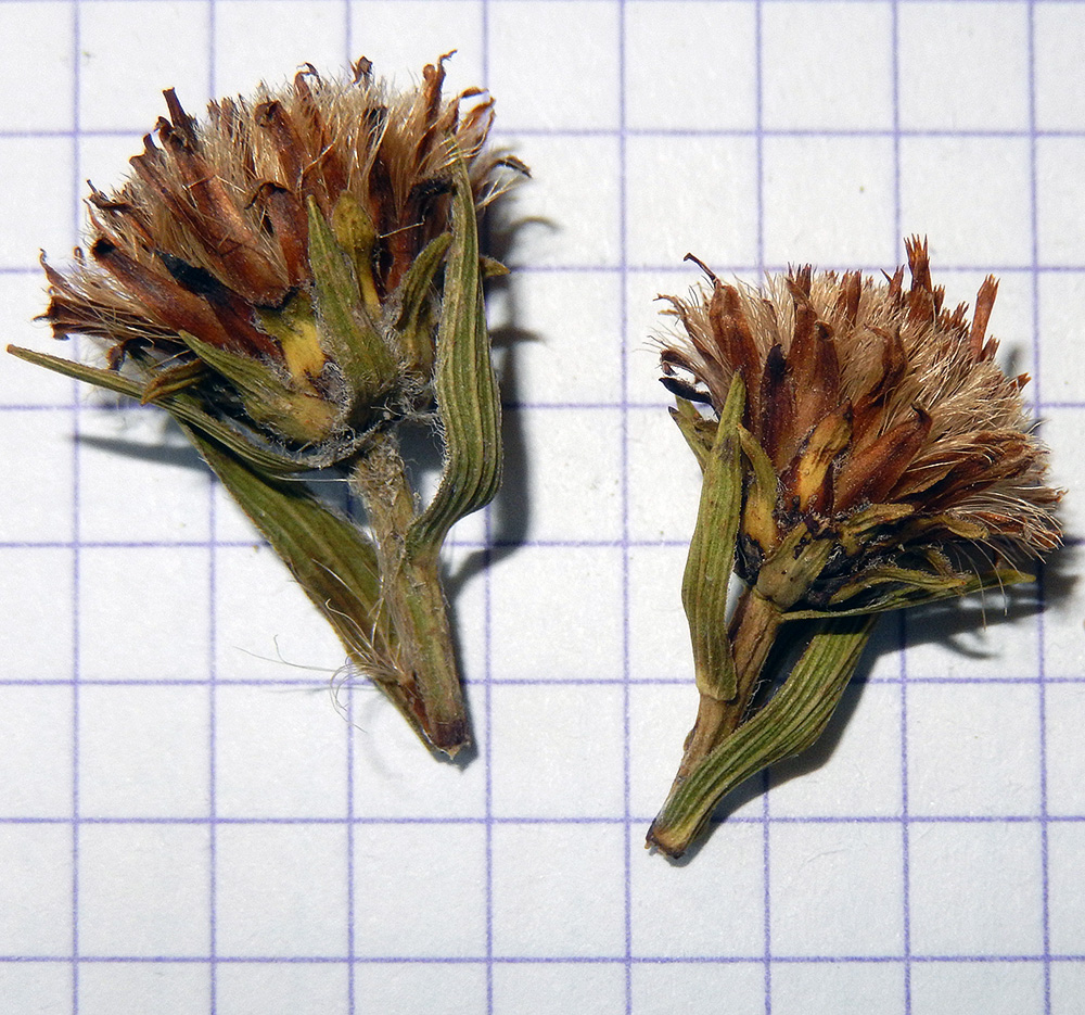 Изображение особи Inula ensifolia.