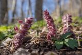 Lathraea squamaria. Цветущее растение с листом Cardamine quinquefolia справа. Адыгея, Майкопский р-н, окр. пос. Каменномостский, широколиственный лес. 02.04.2023.