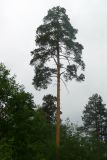 Pinus sylvestris. Крона взрослого дерева. Свердловская обл., окр. г. Среднеуральск, дер. Коптяки, смешанный лес. 13.06.2010.