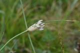 род Allium