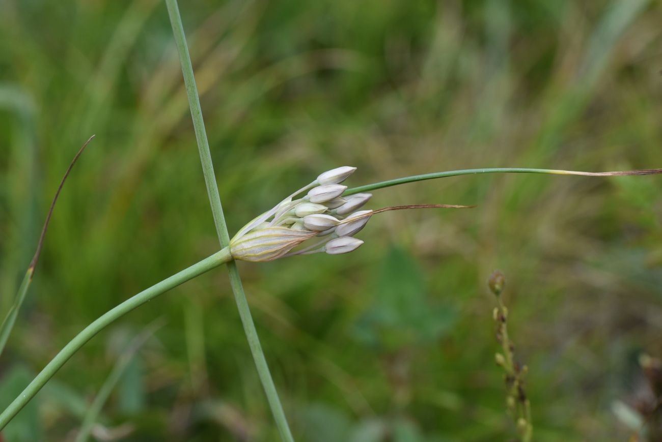 Image of genus Allium specimen.