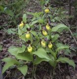 Cypripedium calceolus