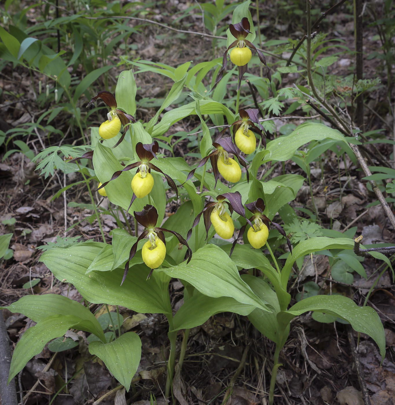 Изображение особи Cypripedium calceolus.