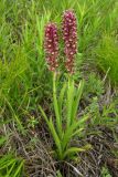 Anacamptis coriophora. Цветущее растение. Крым, Бахчисарайский р-н, окр. с. Соколиное, поляна на склоне Бойкинского массива. 18 июня 2008 г.