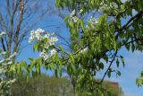 genus Pyrus. Цветущая ветвь. Санкт-Петербург, Фрунзенский р-н, парк \"Яблоневый сад\", в культуре. 14.05.2023.