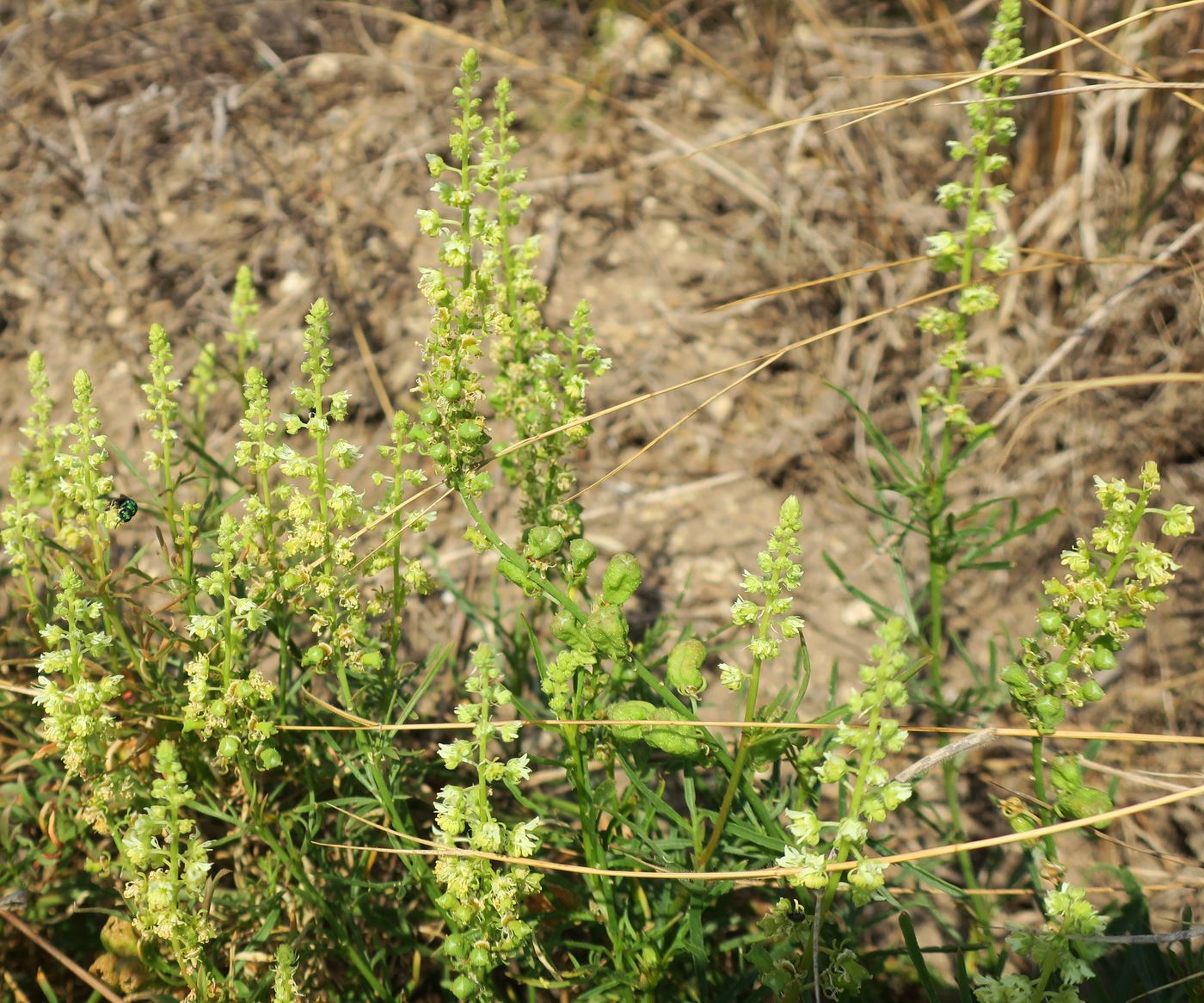 Image of Reseda lutea specimen.