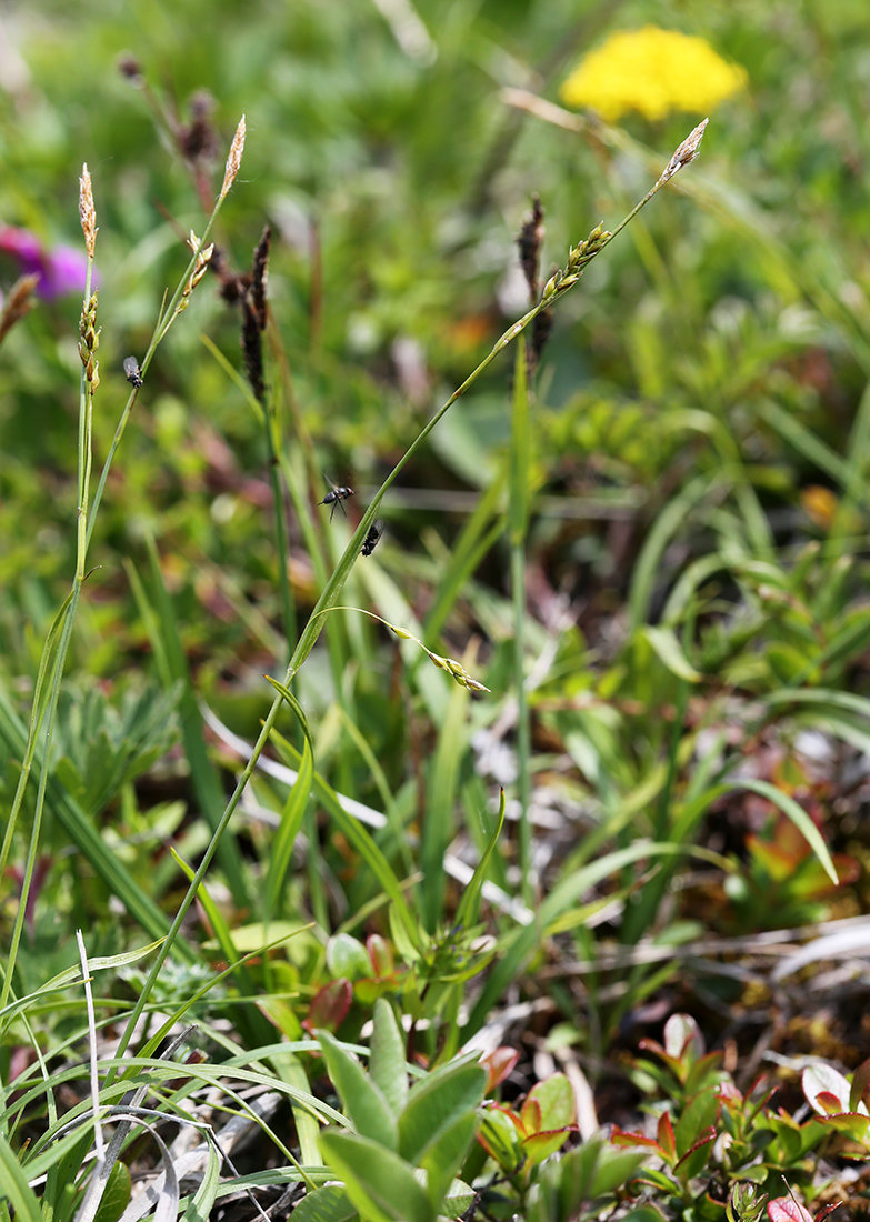 Image of Carex tenuiformis specimen.