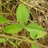 Trifolium aureum